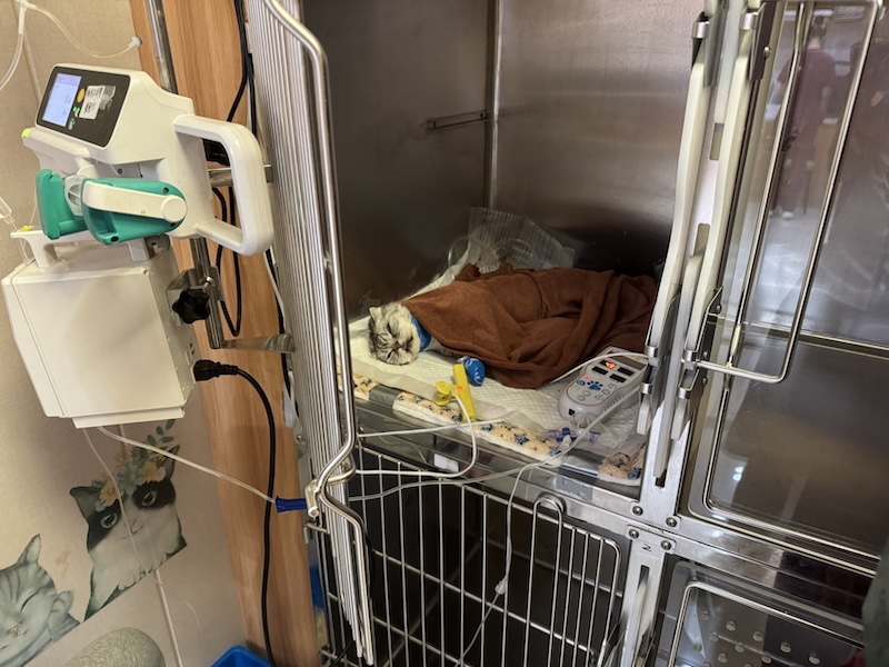 刚做完透析的包包