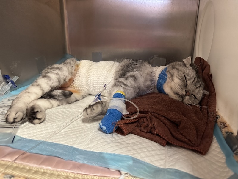 刚做完手术的包包