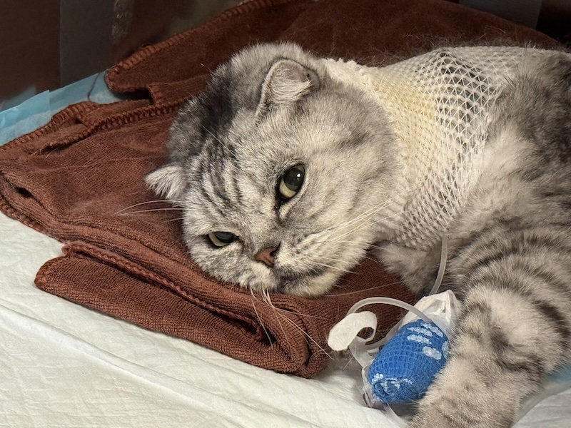 渐渐好转的包包