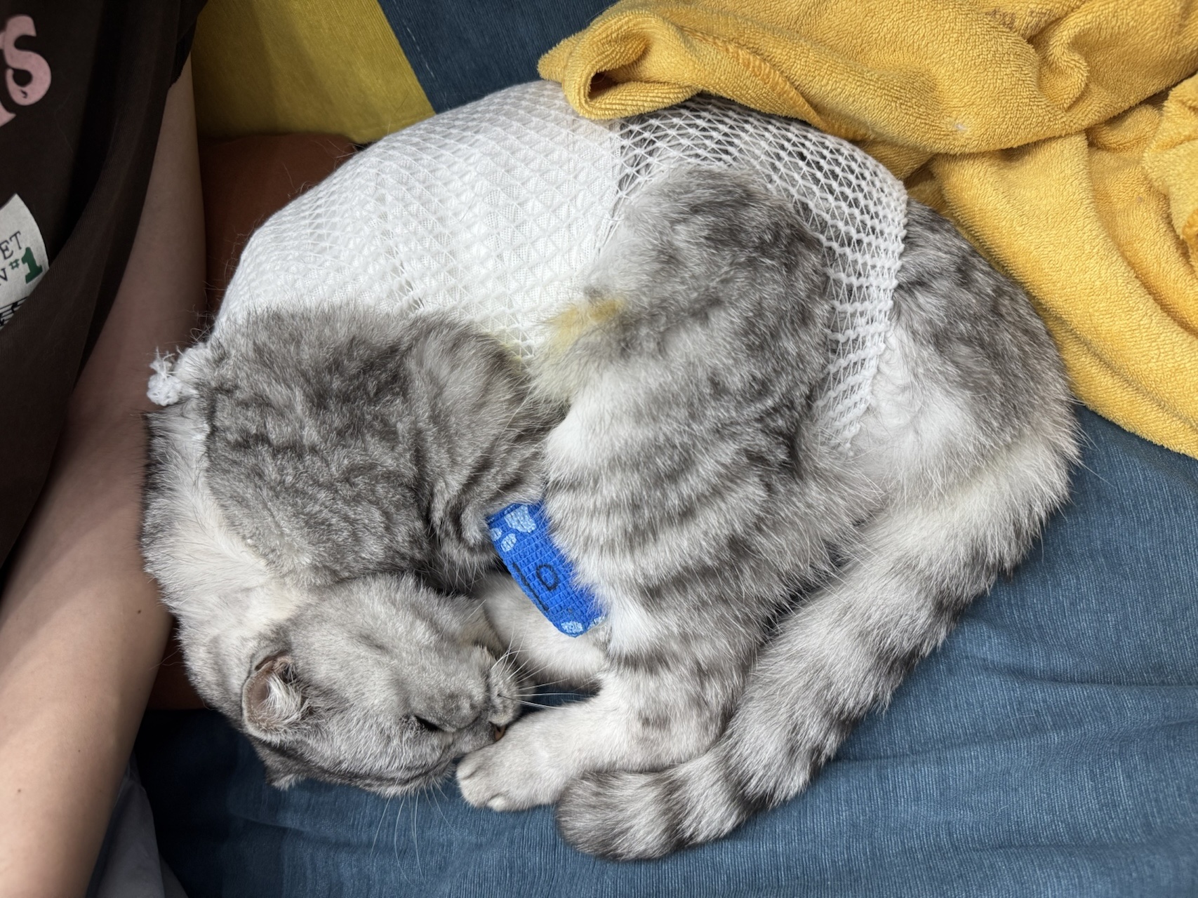 情况再次变差的包包