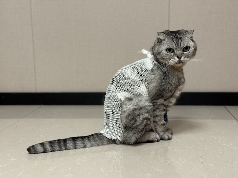 大难不死的包包